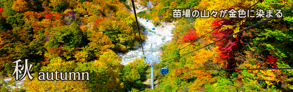 秋autumn 山が金色に染まる苗場