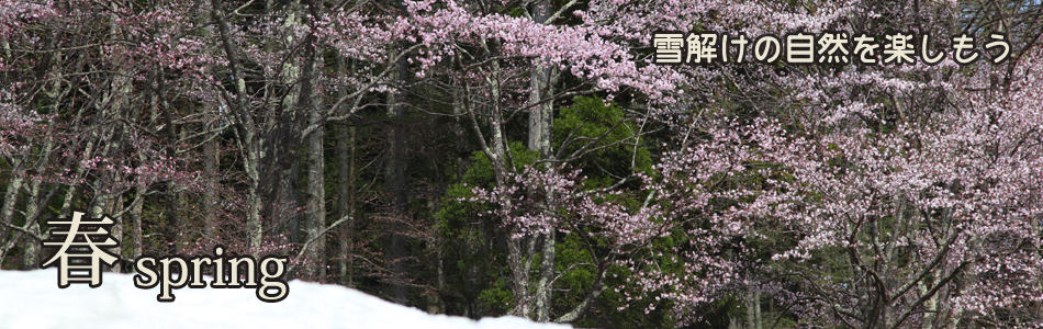春spring 雪解けの自然を楽しもう