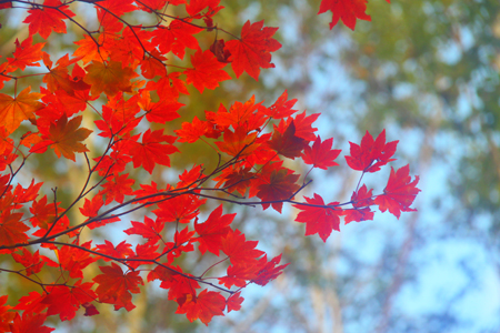 苗場の紅葉