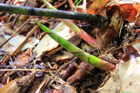 山たけのこ山菜ウイーク